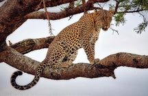 1 Day Tanzania Wildlife Safaris in Tarangire National Park