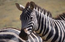 1 Day Tanzania Wildlife Safaris in Tarangire National Park