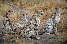 1 Day Tanzania Wildlife Safaris in Tarangire National Park