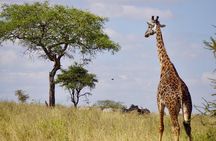 1 Day Tanzania Wildlife Safaris in Tarangire National Park