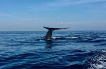 Immersive dolphin and whale watching mission on a secret boat – Trincomalee