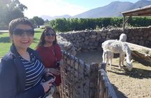 Casablanca Valley Wine tour + Valparaiso (small group tour)