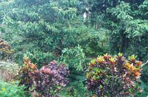 Pepper's Choice : Waterfalls, Sulphur Spa & Black Sand Beach