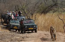 8 Days Delhi Agra Ranthambore Udaipur Jaipur Delhi Private Tour