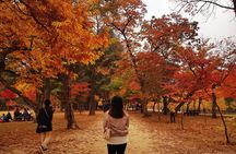 [ Full Day ] Nami Island & Petit France From Seoul