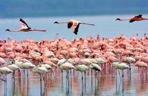 Lake Nakuru Day Trip From Nairobi