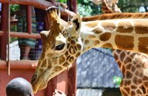 Nairobi Highlights: Karen Blixen, Beads Factory & Giraffe Center Day Tour