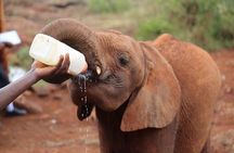 Giraffe Centre, Elephant Orphanage, National Museum & Beads Center