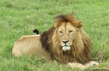 4-Day Safari from Arusha: Tarangire, Serengeti and Ngorongoro