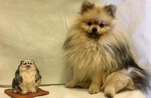Sculpt to Florentine Pet