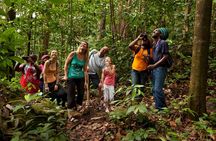 St Lucia Rainforest Walk