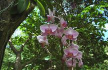 St Lucia Rainforest Walk