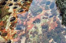 Kayak and Snorkelling trip to Capitan Island; part of Las Baulas National Park