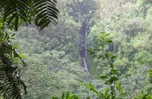 Rainforest Waterfall Trail and Shuttle Service 
