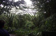 Rainforest Waterfall Trail and Shuttle Service 