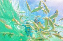 Private Deluxe Catamaran in Punta Cana – All-Inclusive Experience