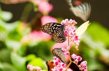 Kuala Lumpur Bird Park & Butterfly Farm Tour