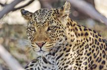 Chobe national park 1 night camping-Botswana