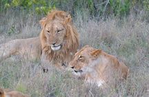 3 days, 2 nights Maasai Mara Game Reserve