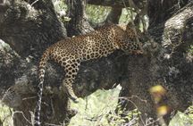 Leopard Full Day Safari Yala National Park