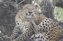 Leopard Full Day Safari Yala National Park