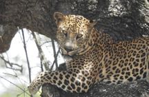 Leopard Full Day Safari Yala National Park