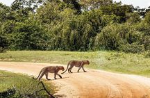 Leopard Full Day Safari Yala National Park