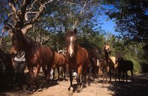 Award-winning Classic Horseback Ride (max. 6 riders)