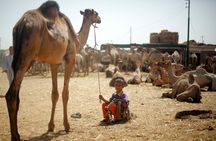 Unusual Tour To The Camel Market Of Birqash