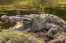 Yala half day safari 