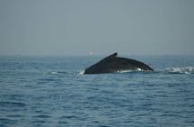 Whale watching tour