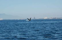 Whale watching tour