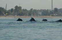 Whale watching tour