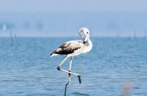 Chennai, Guided Birding And Birding Photo Trip With Spot Scope, 2 to 3 Hours