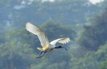Chennai, Guided Birding And Birding Photo Trip With Spot Scope, 2 to 3 Hours