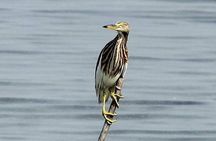 Chennai, Guided Birding And Birding Photo Trip With Spot Scope, 2 to 3 Hours