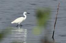 Chennai, Guided Birding And Birding Photo Trip With Spot Scope, 2 to 3 Hours