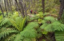 Kayak & Pitt Head Nature Loop - Guided Kayak & Unguided Walk - New Zealand