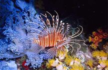 Orange Bay Giftun Island Hurghada Snorkeling Trip