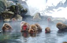 Snow Monkey in "Jigokudani Yaen-koen" & Obuse Town