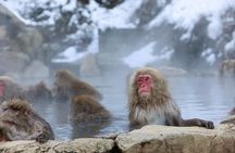 Snow Monkey in "Jigokudani Yaen-koen" & Obuse Town