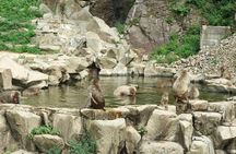 Snow Monkey in "Jigokudani Yaen-koen" & Obuse Town