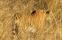 Ranthambore Same Day Experience