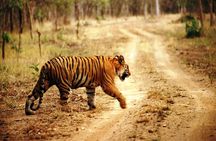 Ranthambore Same Day Experience