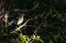 Night Kayaking Experience on Bioluminescent Lagoon in Fajardo