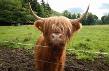 Loch Lomond, Stirling and Whisky Tour from Edinburgh