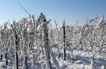 Private Niagara Ice Wine Tour