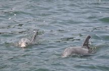 Dolphin-Watching Speedboat Cruise in Destin Harbor