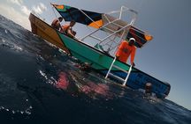Swim with whale sharks on a private tour