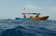 Swim with whale sharks on a private tour